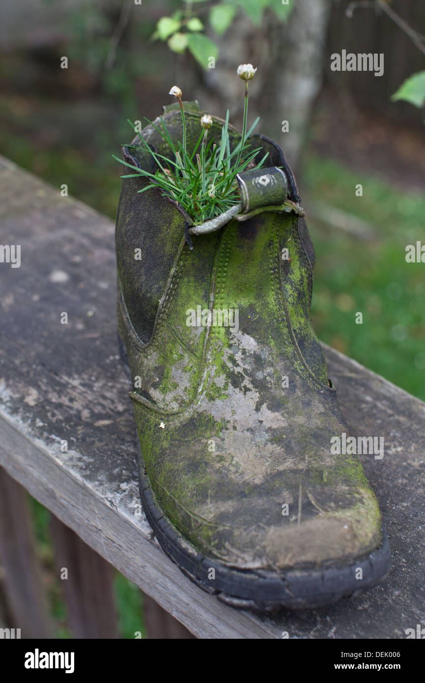 Old boot with a plant growing in it Stock Photo - Alamy