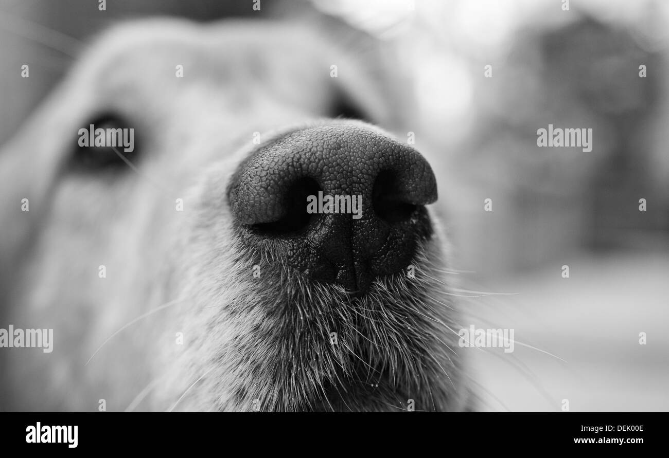 Close up of a Golden Retriever's nose Stock Photo Alamy