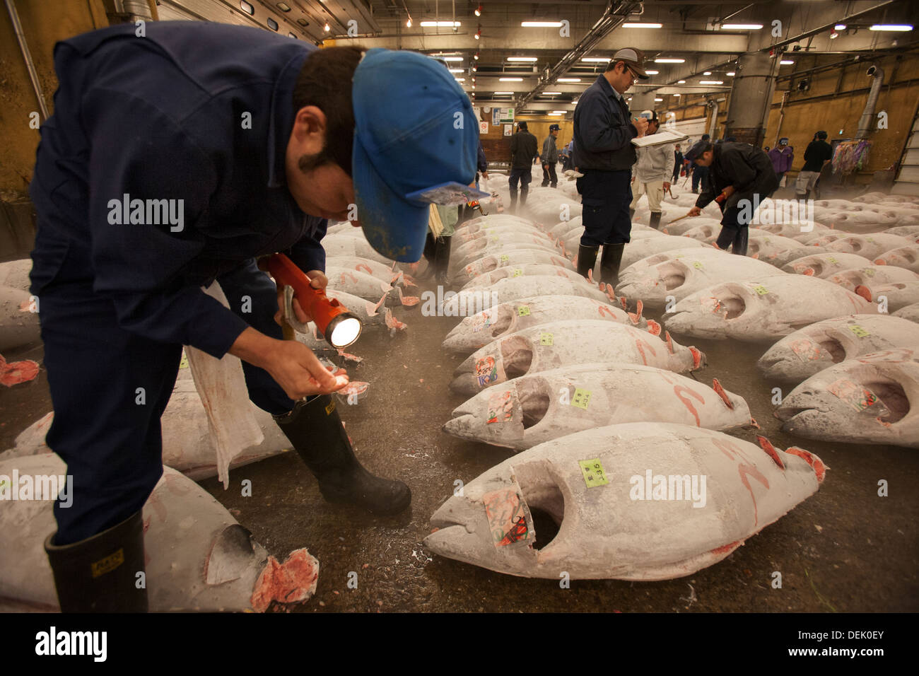 The tuna auction at Tsukiji fish market in Tokyo Stock Photo - Alamy