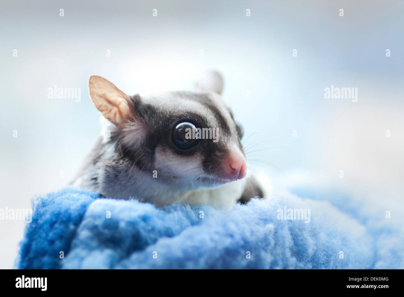 A domesticated Sugar Glider, a marsupial native to Australia. Sugar