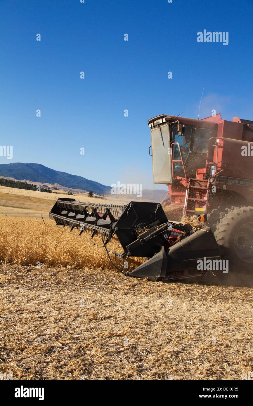 A farmer harvests peas in his field in Fairfield, Washington, USA Stock