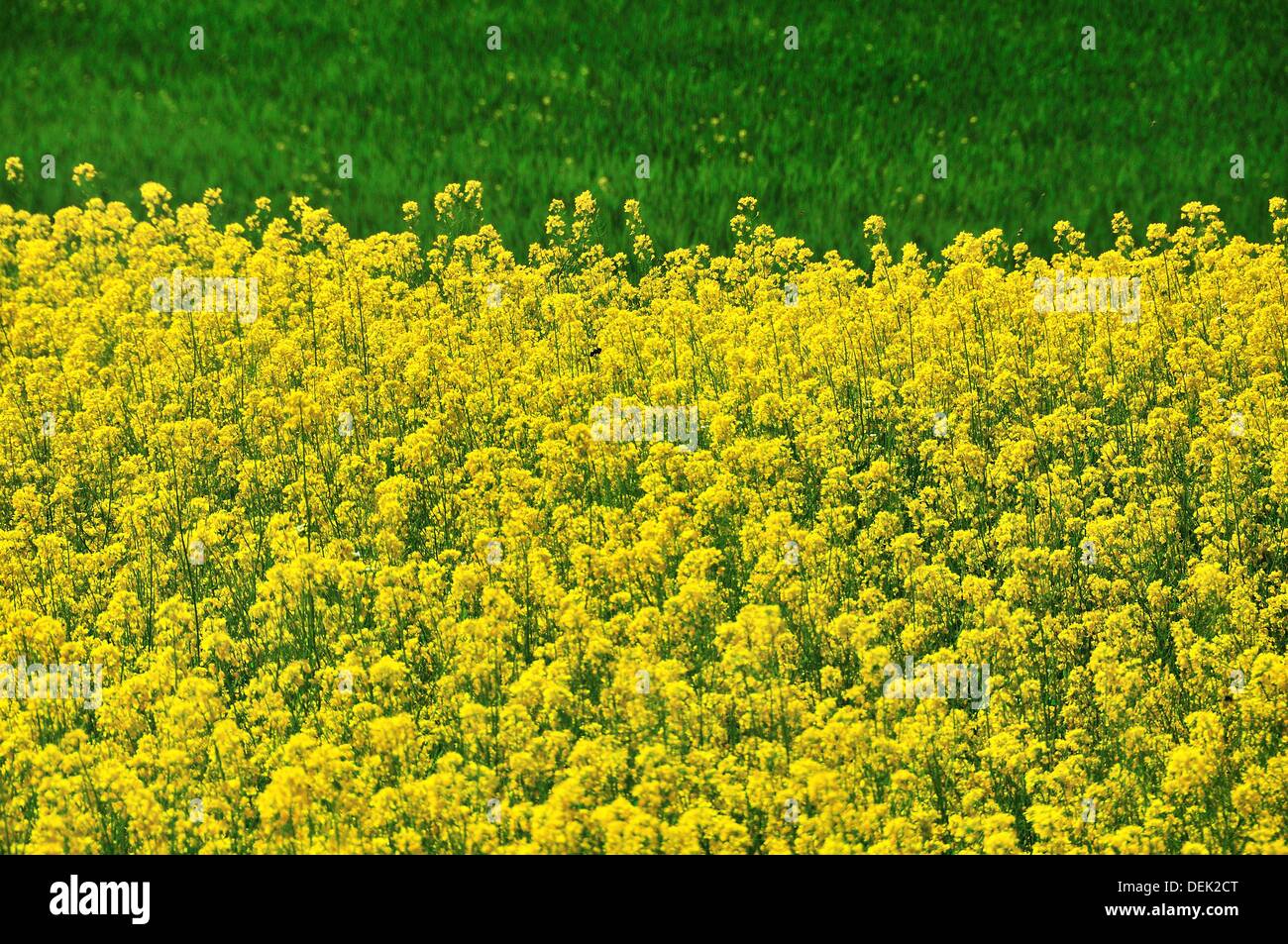 Yellow flowers in the field Stock Photo Alamy
