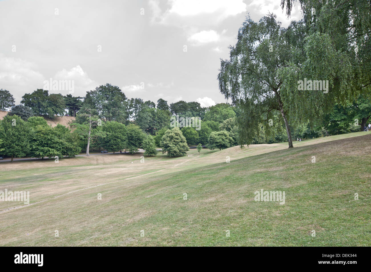 Summer green meadow trees hi-res stock photography and images - Alamy