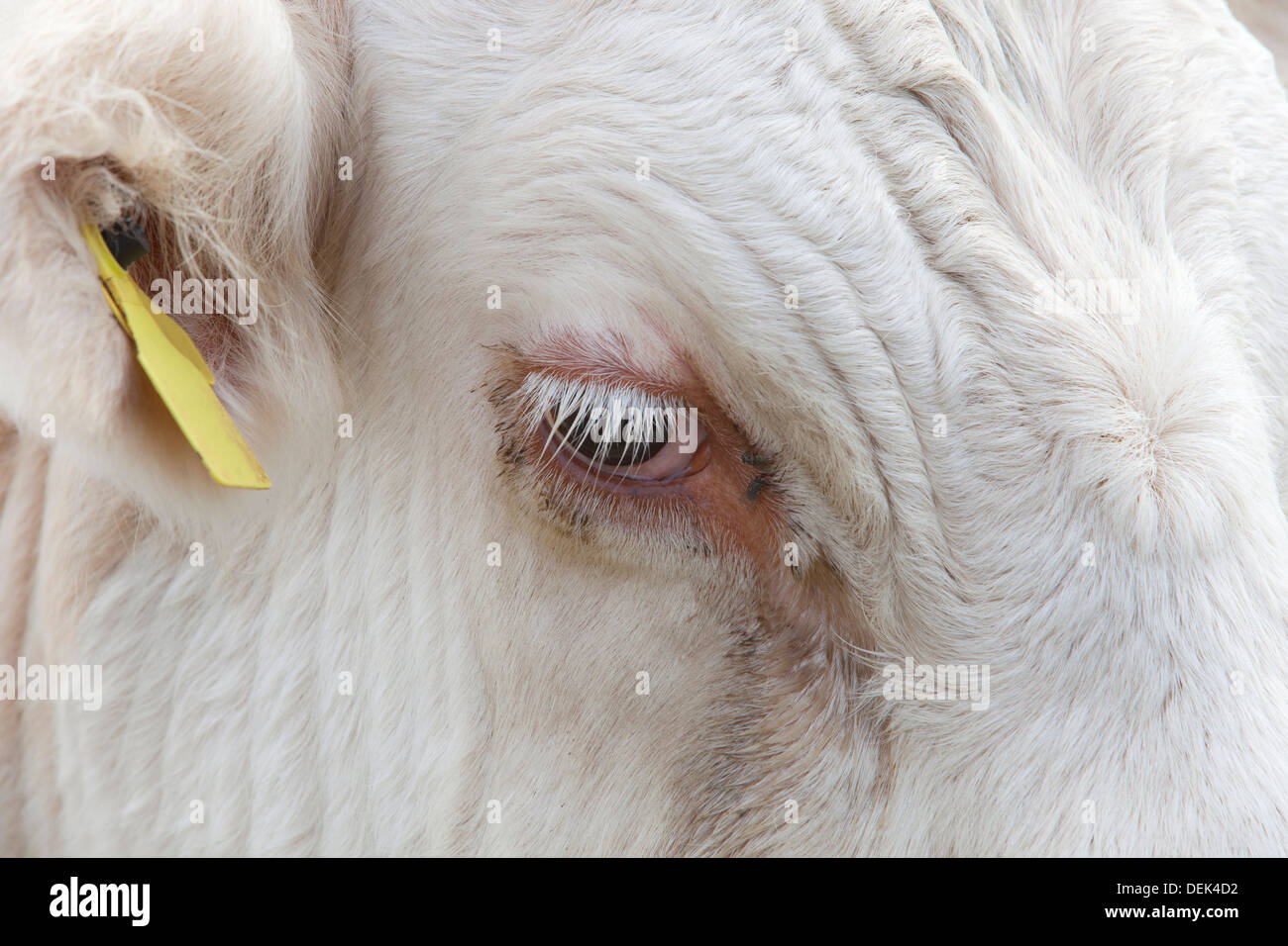 Close-up view a Cow's eye Essex, United Kingdom Stock Photo