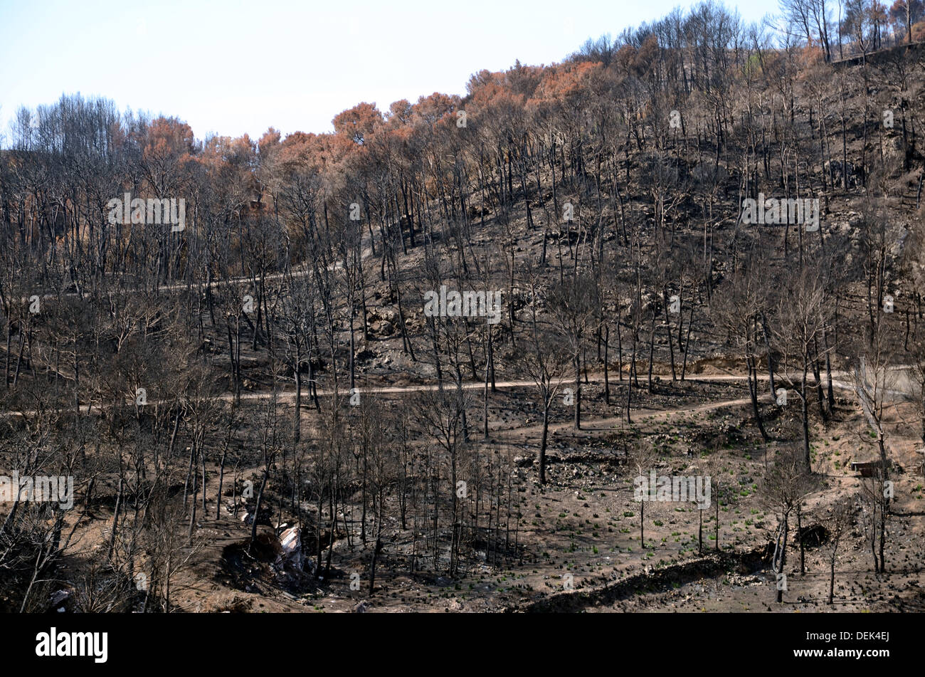 A pine and holm oak forest, destroyed by fire, in the Andratx and Extellencs regions in the Tramontane mountains on Majorca. Picture from 4 September 2013. Stock Photo