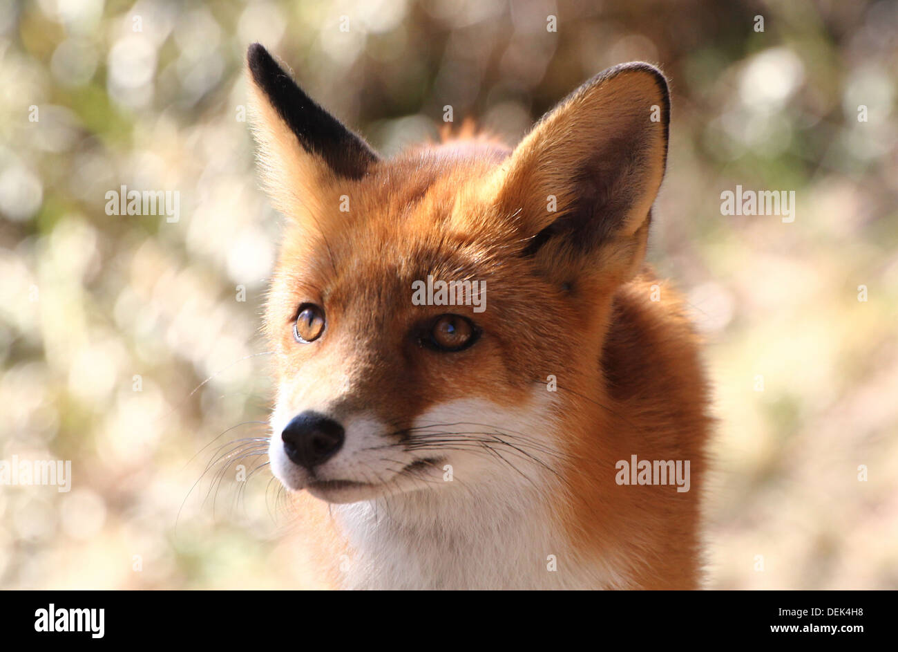 Inquisitive European Red fox portrait (vulpes vulpes) Stock Photo