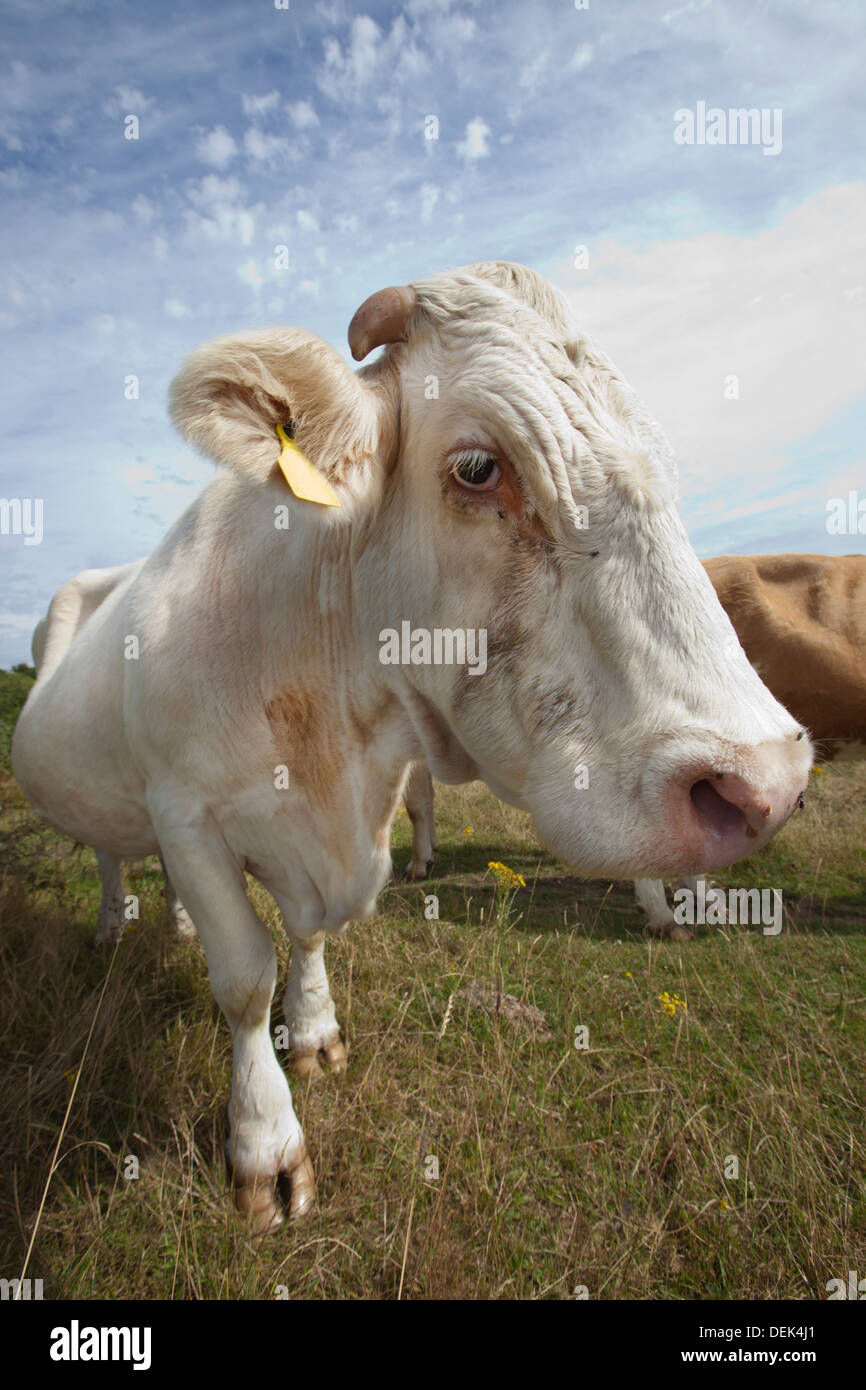 Cow close up expression hi-res stock photography and images - Alamy