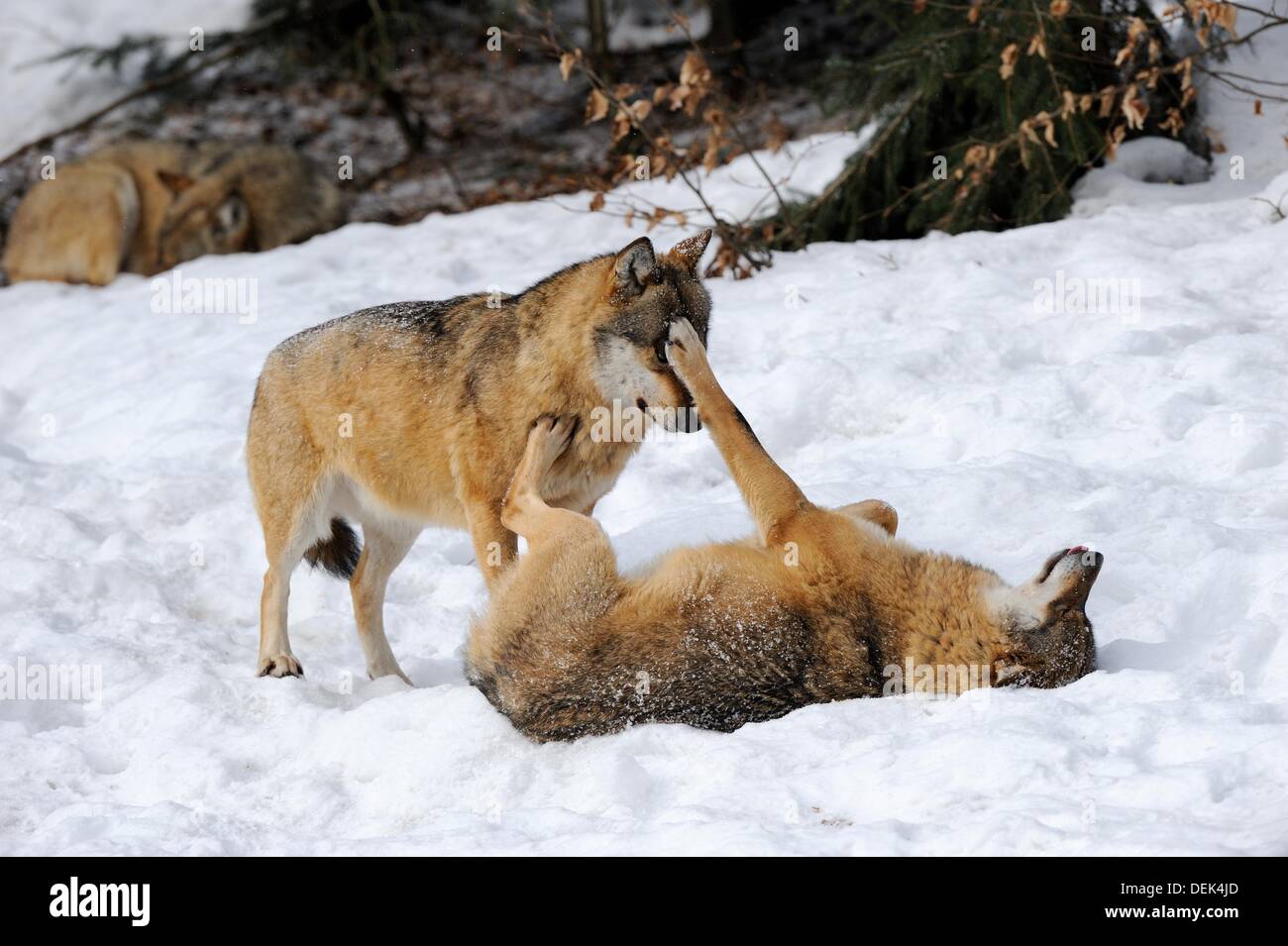 European grey wolves playing fight Canis lupus, captive Bayerischerwald ...