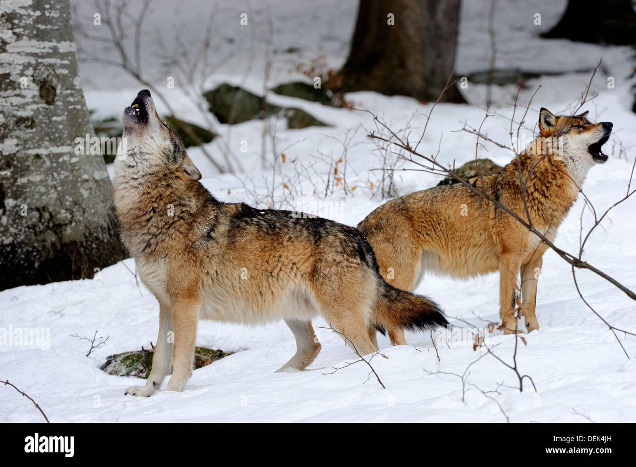 Howling wolf hi-res stock photography and images - Page 3 - Alamy