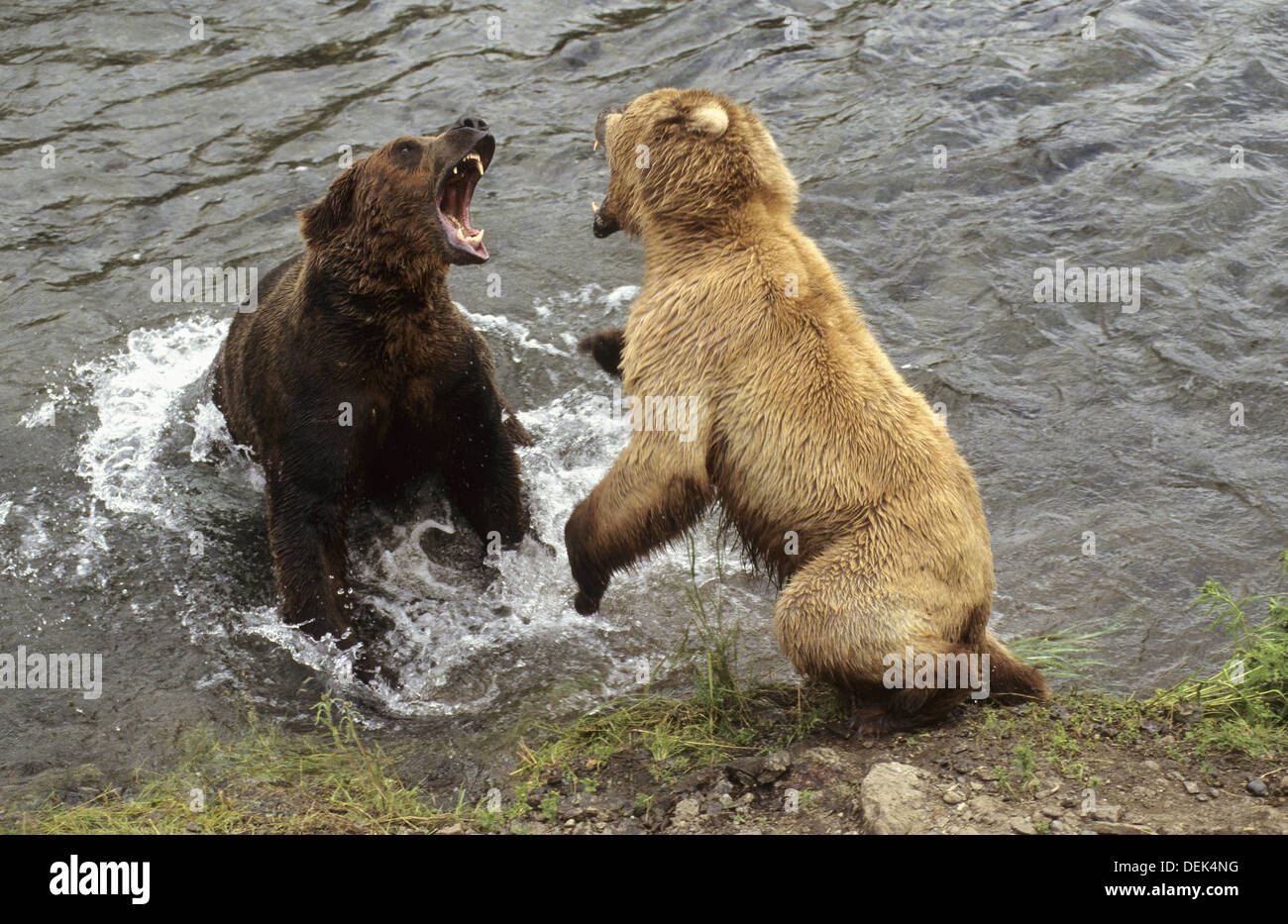 Female Grizzly bear fights male to protect her cubs (Ursus arctos