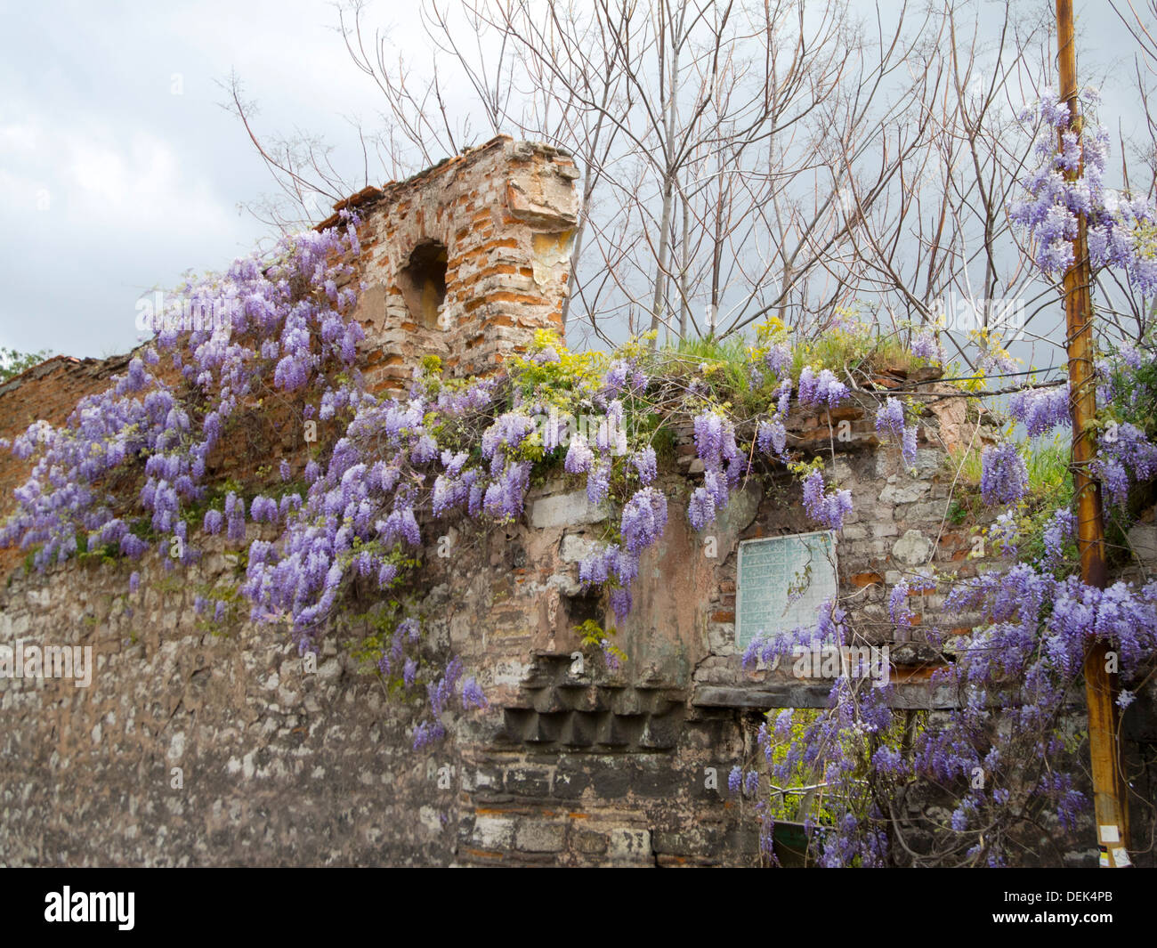 Istanbul, Sultanahmet, Mauerreste bewachsen mit Blauregen (Glycinien) Stock Photo