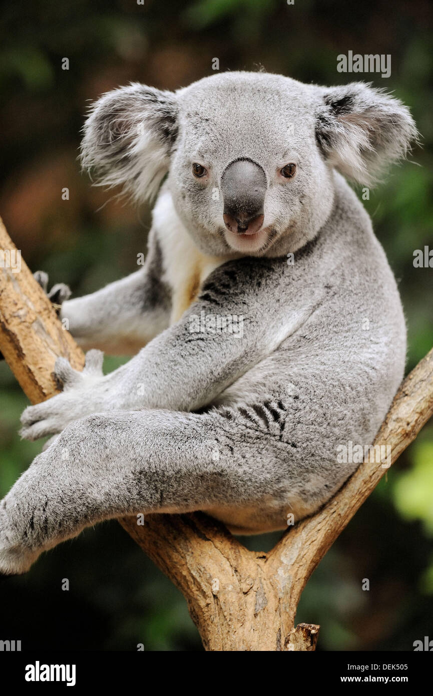 Koala bear (Phascolarctos cinereus) captive Stock Photo