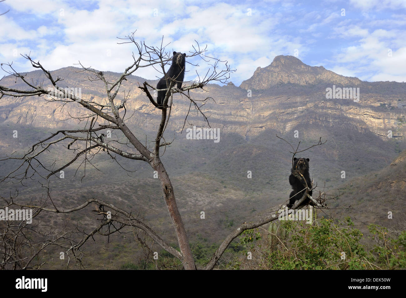 Encounter between two spectacled bears (Tremarctos ornatus) climbing in tree, Chaparri Ecological Reserve with mount Chaparri Stock Photo