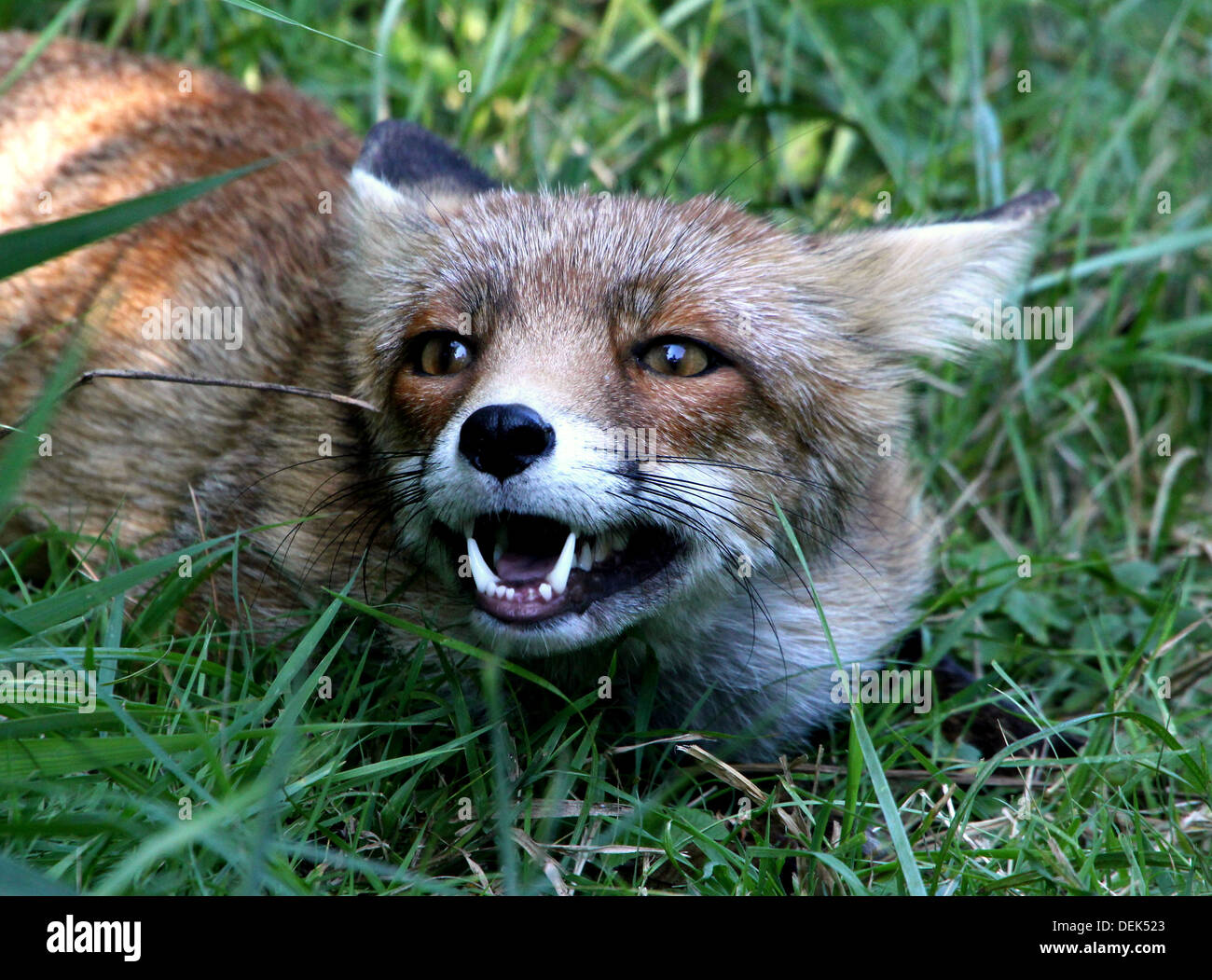 Submissive Red fox (vulpes vulpes) showing canines in fear Stock Photo Alamy