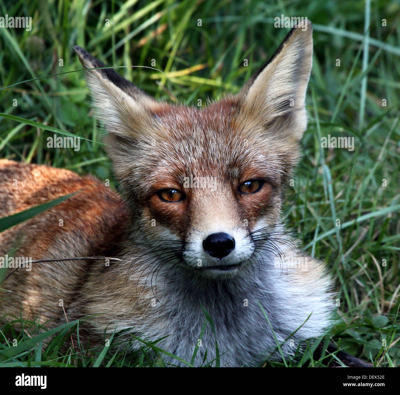 Red fox i portrait Stock Photo