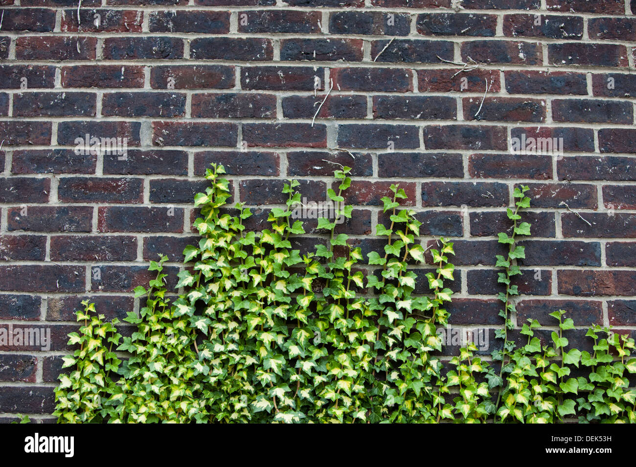 Concrete wall with ivy growing up it Stock Photo