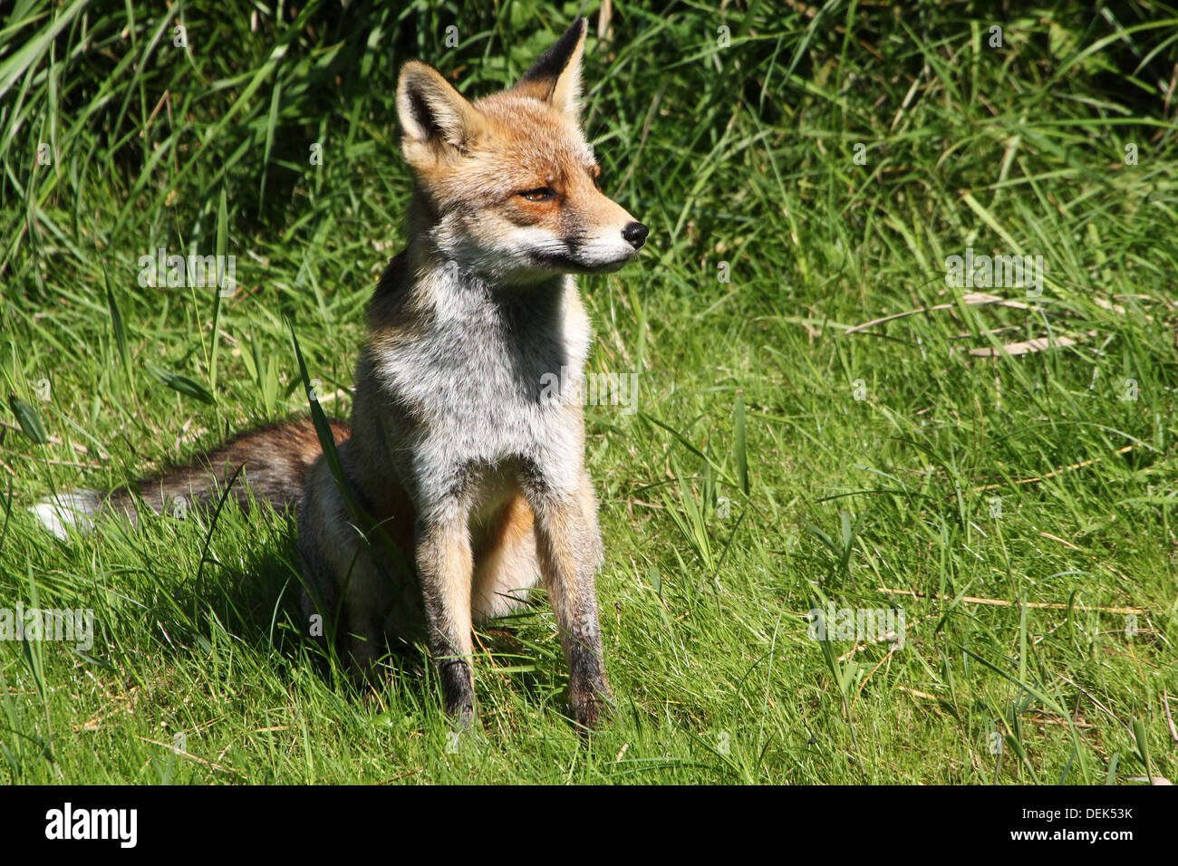Alert wild European Red Fox ( vulpes vulpes) Stock Photo