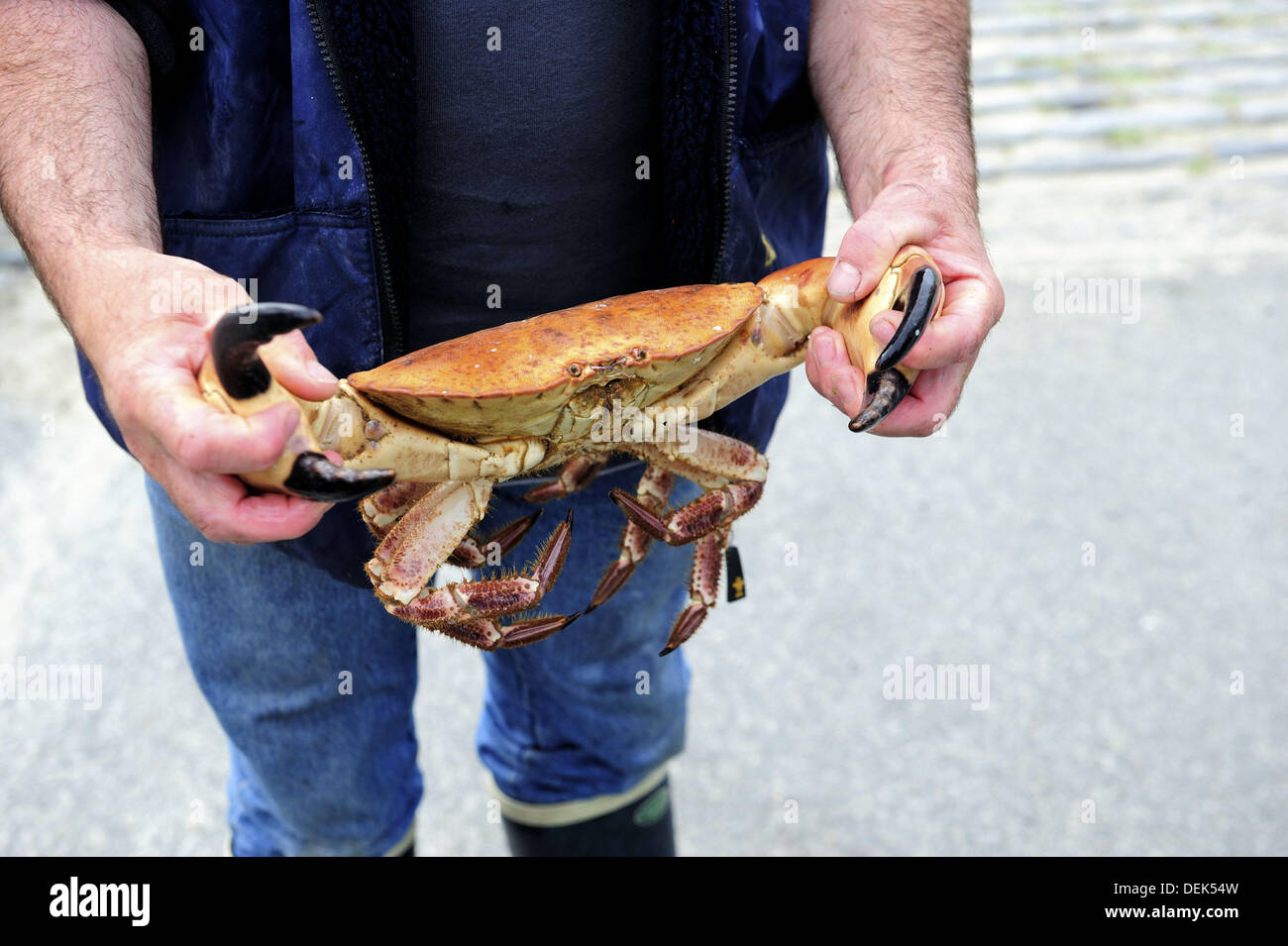 Fishing crab hi-res stock photography and images - Alamy