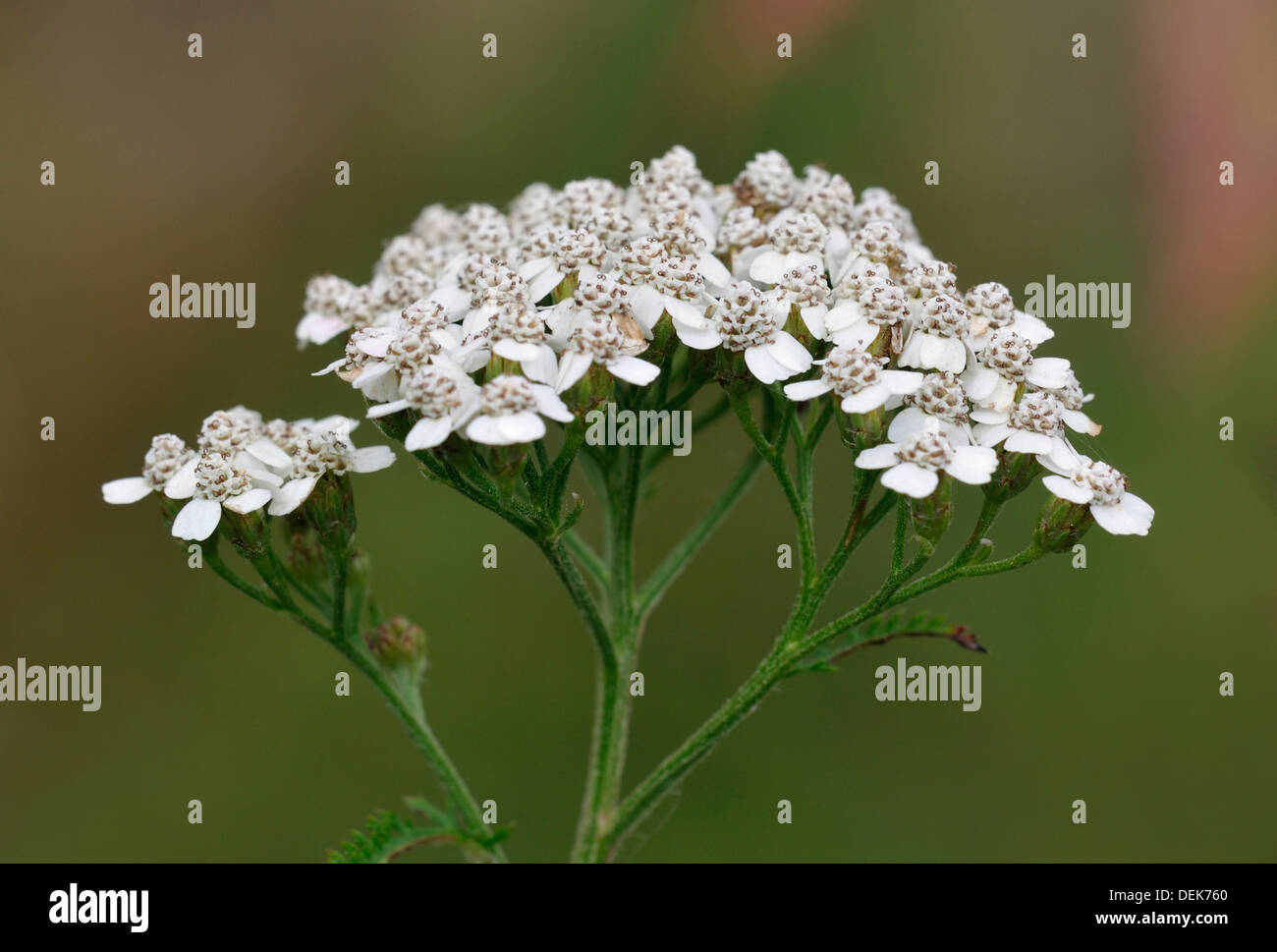 Yarrow - Achillea millefolium White wayside flower Stock Photo