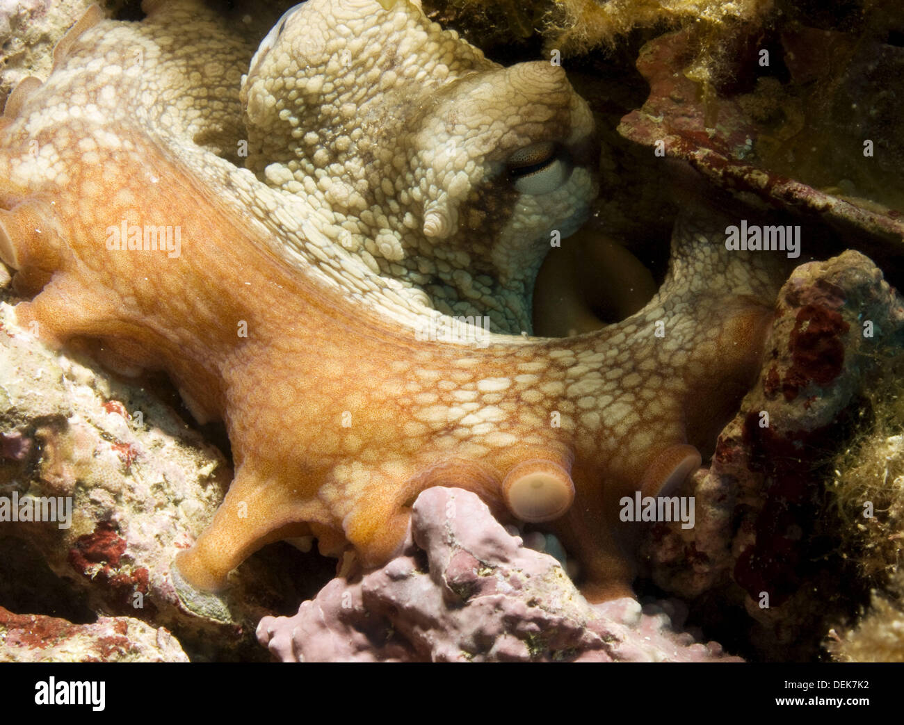 Octpus vulgaris tentacle Stock Photo