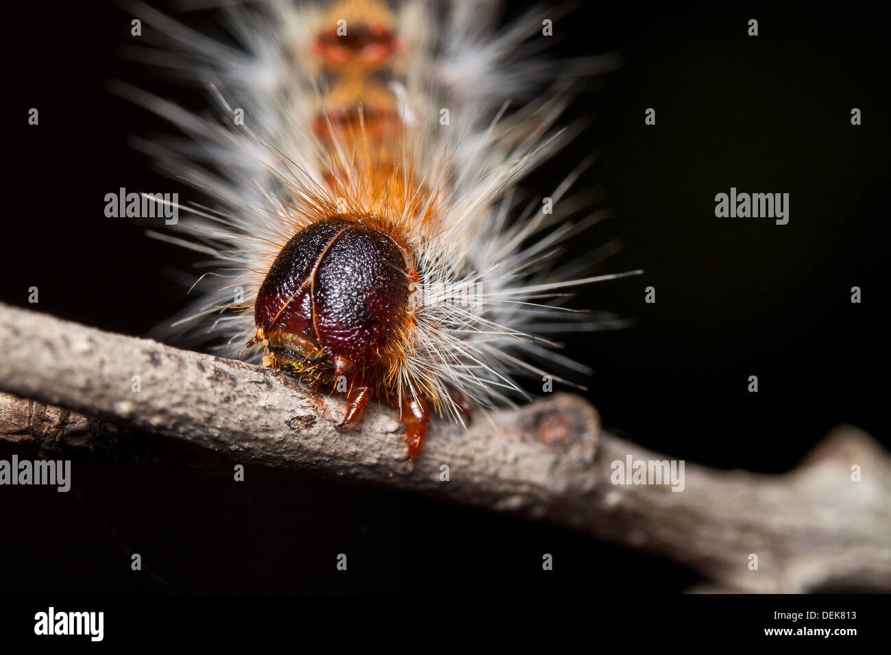 Black hairy caterpillar hi-res stock photography and images - Alamy