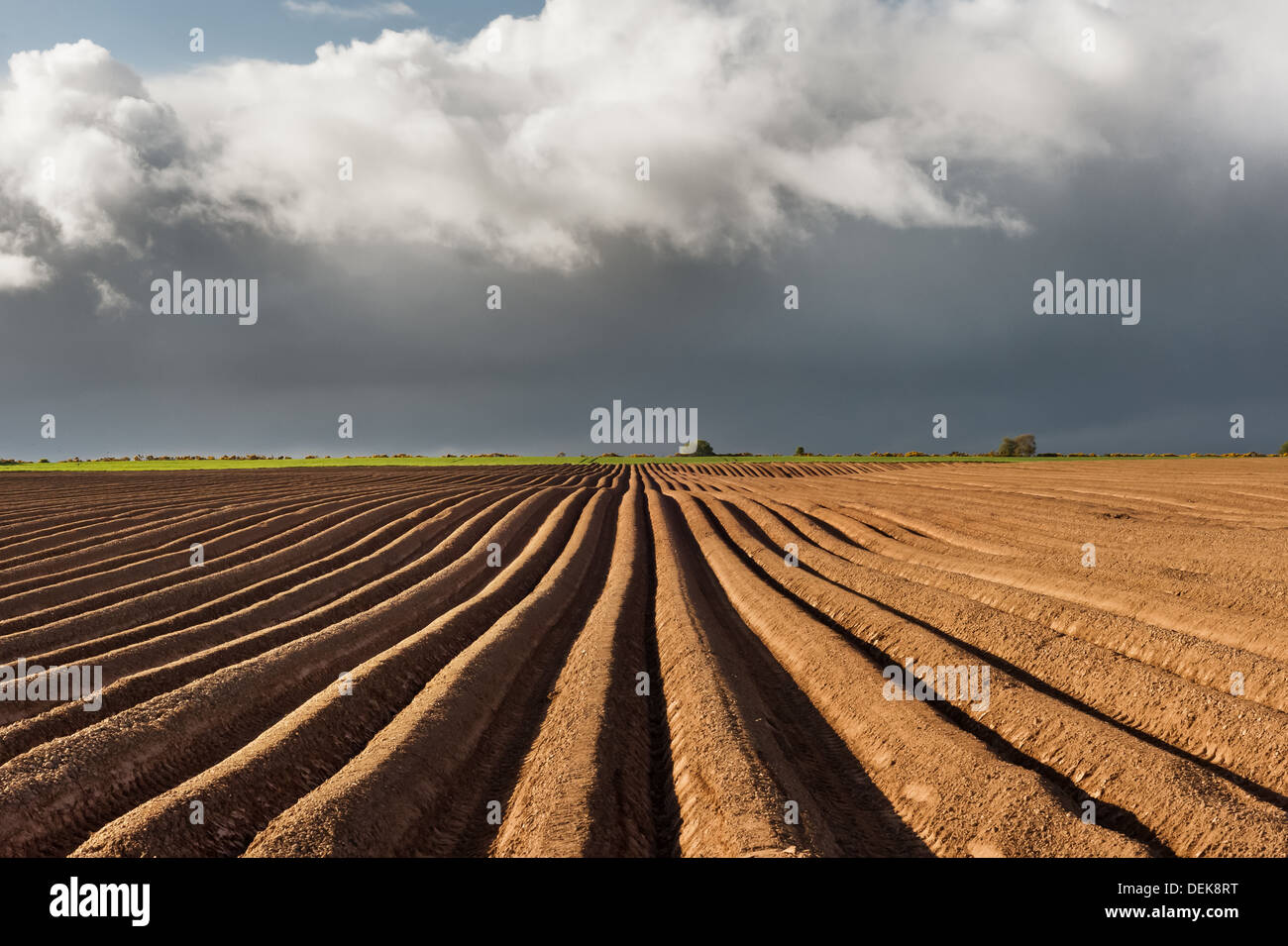 Potato fields on the Black Isle near Cromarty in Scotland. Stock Photo