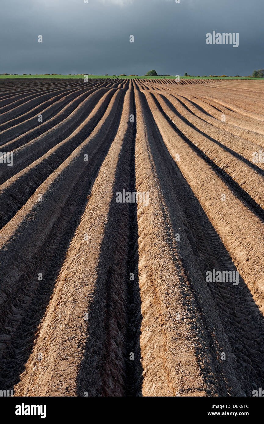 Potato fields on the Black Isle near Cromarty in Scotland. Stock Photo