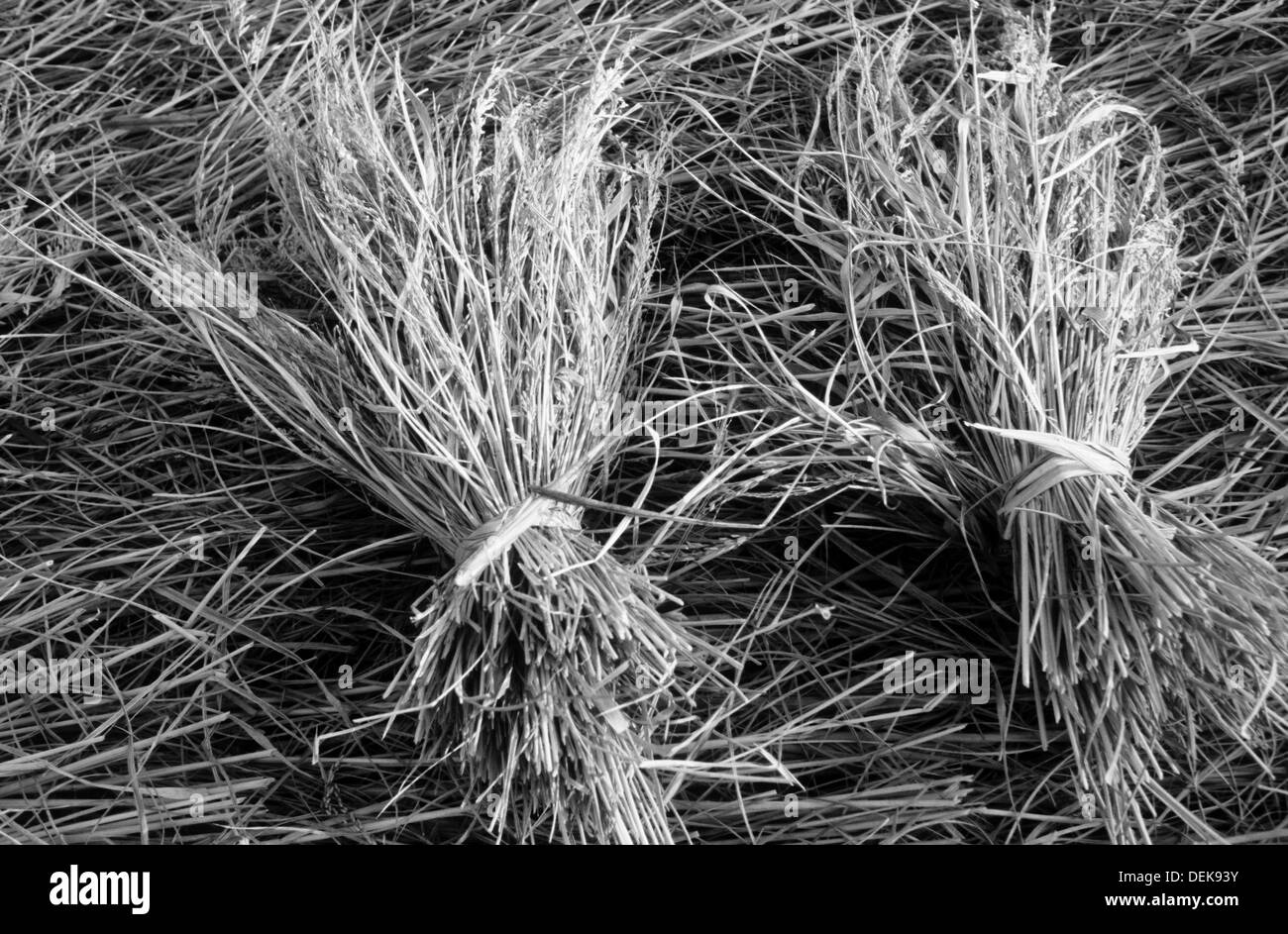 Bundled Rice High Resolution Stock Photography and Images - Alamy