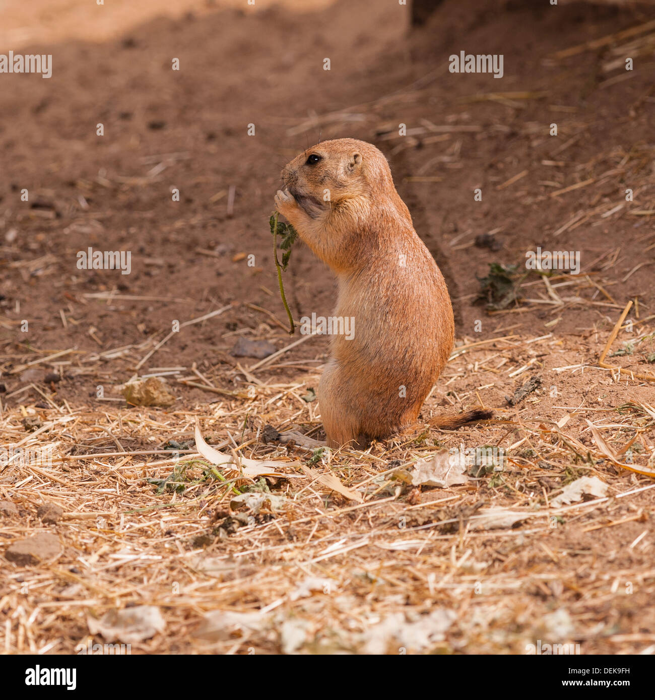 can prairie dogs eat celery