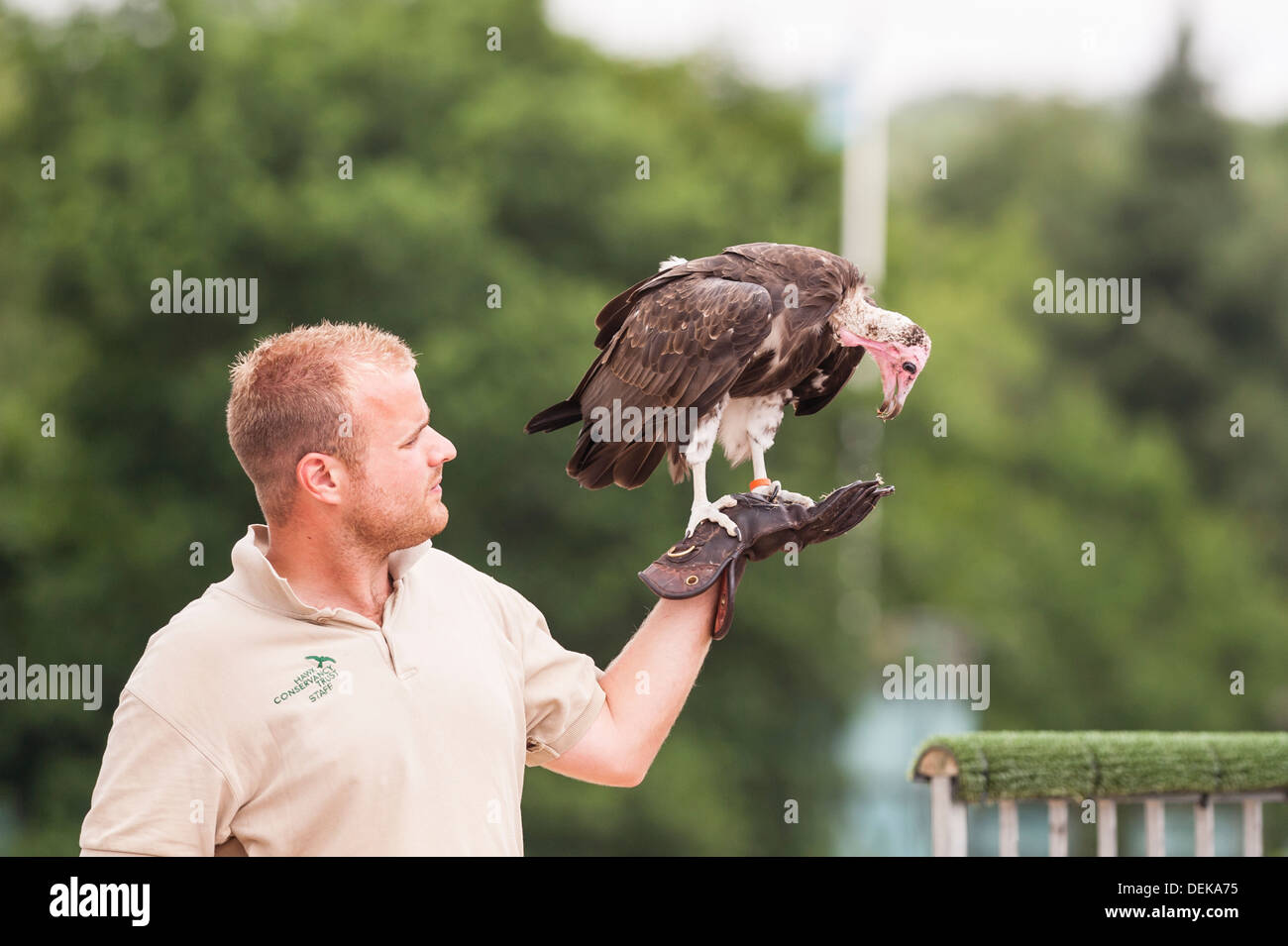 A Hooded Vulture (Necrosyrtes monachus) at Longleat Safari Park in Longleat , Warminster , Wiltshire , England , Britain , Uk Stock Photo