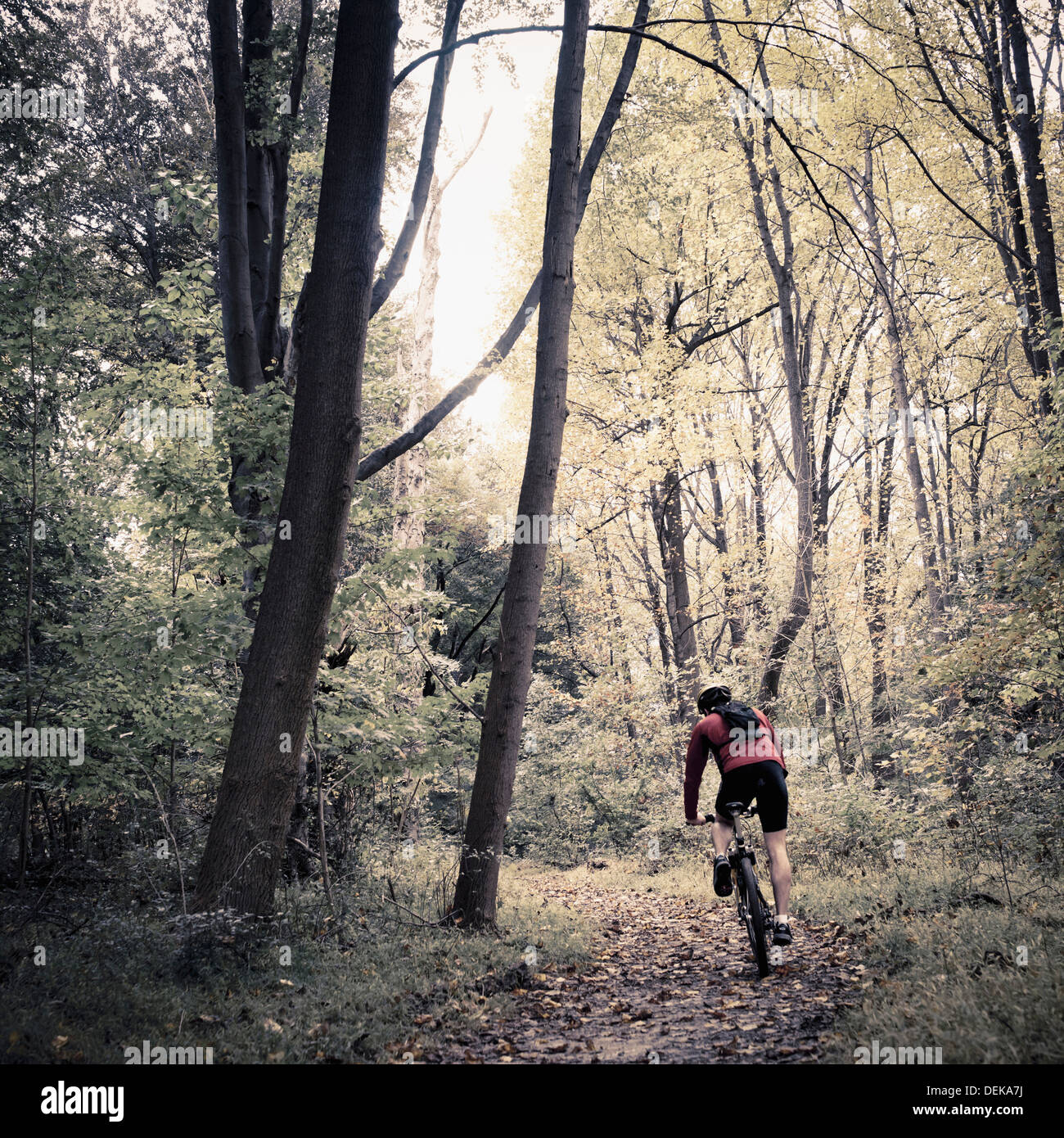 Caucasian man riding mountain bike in forest Stock Photo