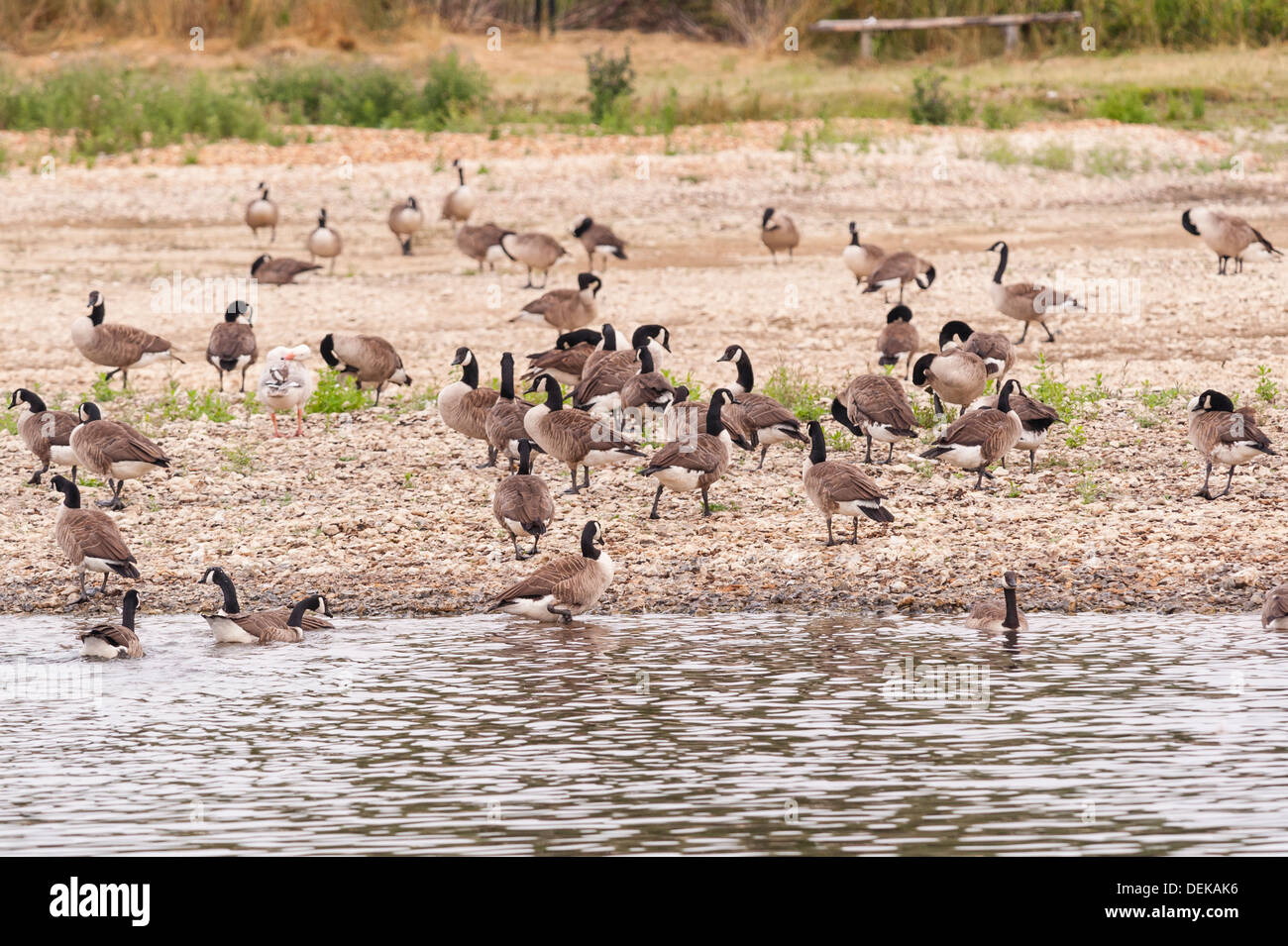 Canada Geese (Branta canadensis) in the Uk Stock Photo