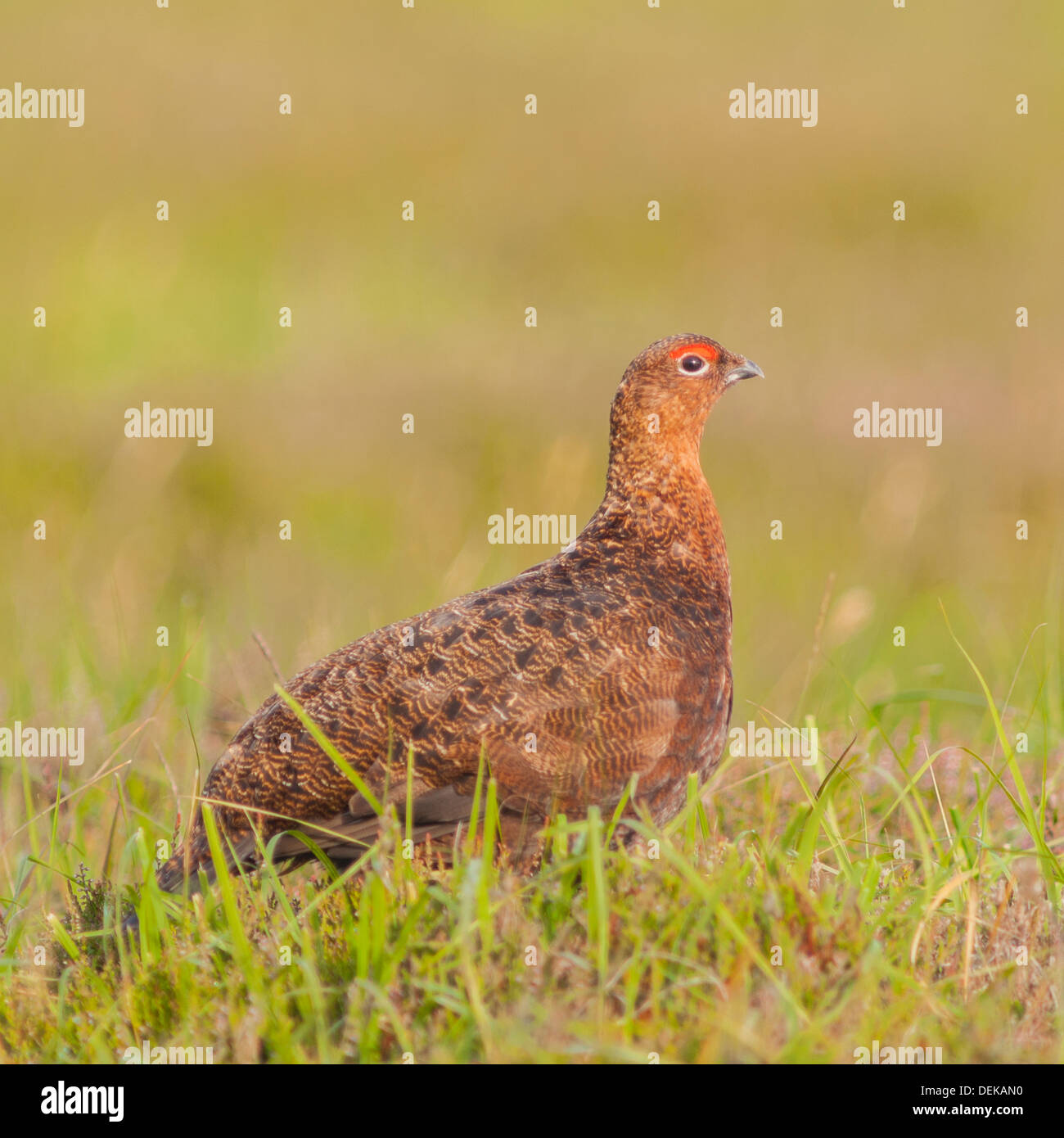 A Red Grouse ( Lagopus lagopus scoticus ) in moorland, Yorkshire Dales, England, Uk Stock Photo