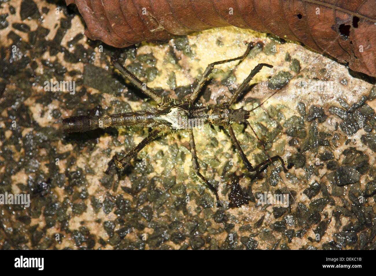 Malaysian stick insect hi-res stock photography and images - Alamy