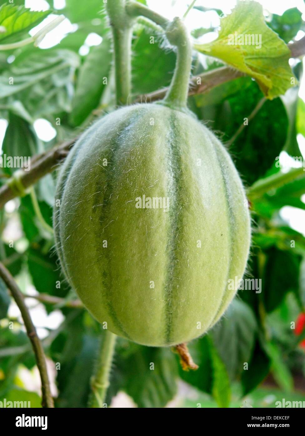 Musk Melon grows on plant, Botanical Name Cuvumis melo Stock Photo