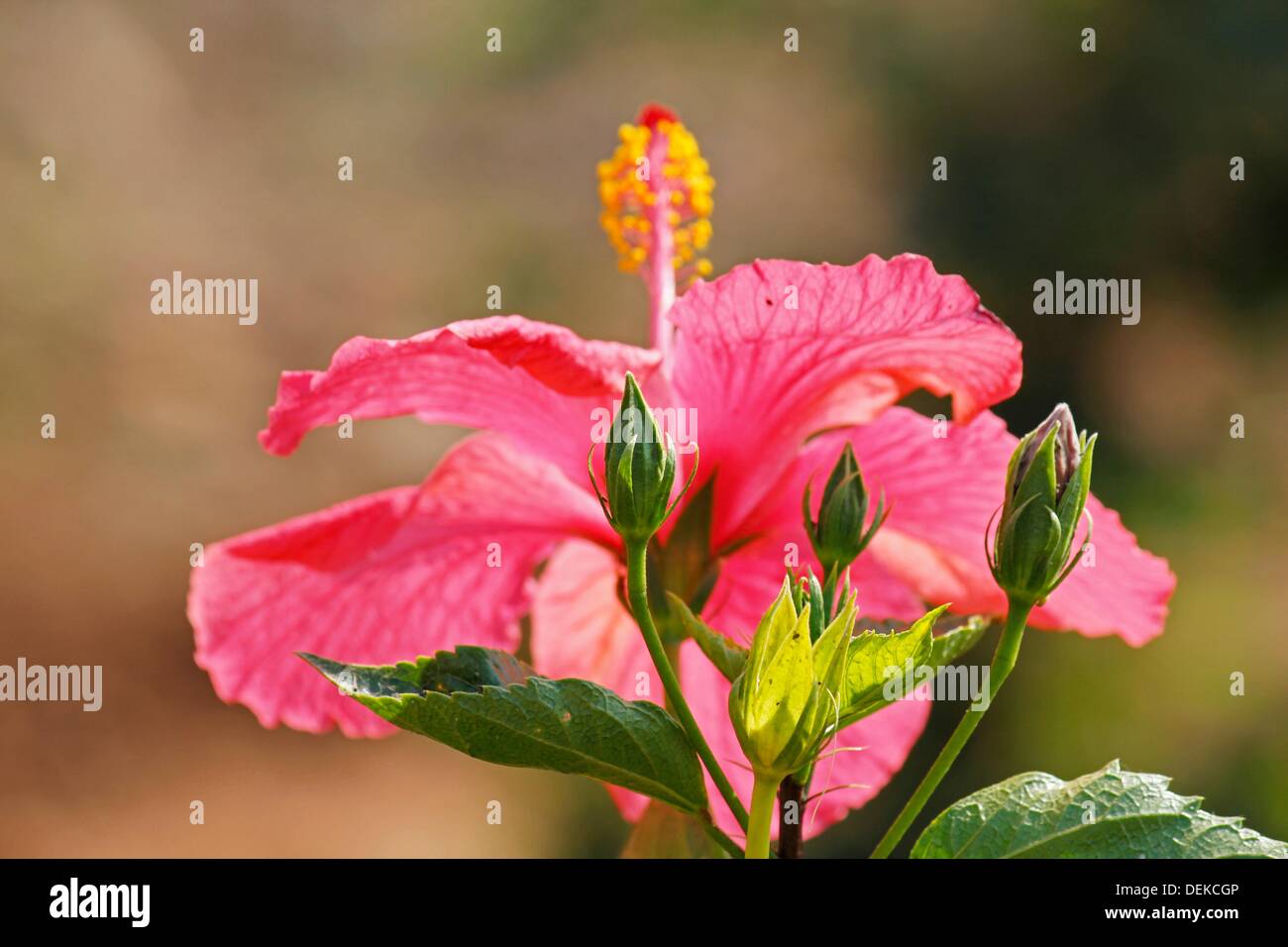 Hibiscus rosasinensis, Pink China Rose, Chinese hibiscus Stock Photo