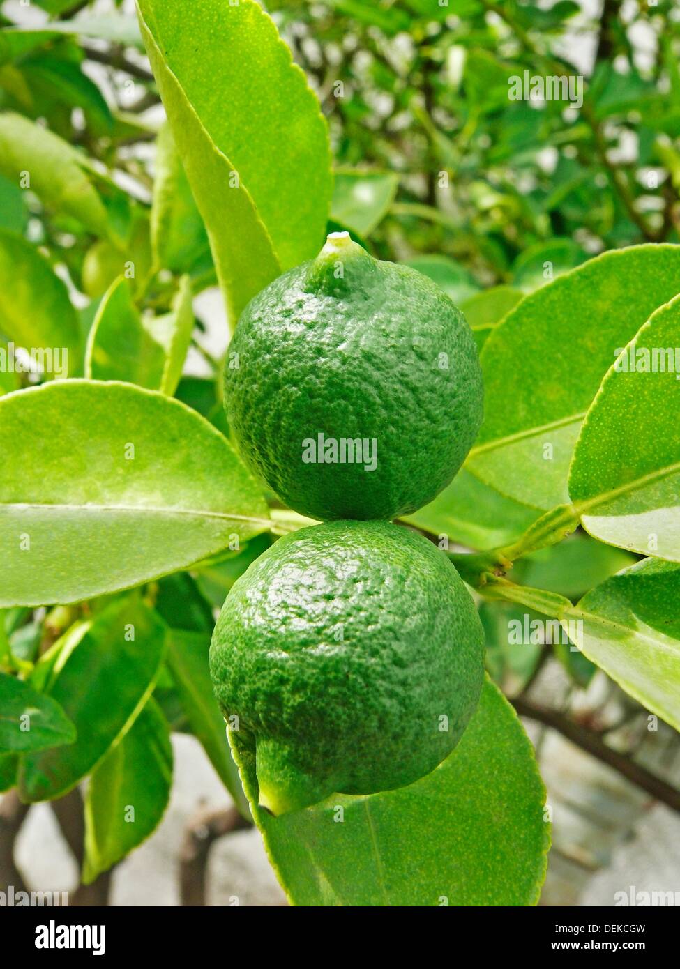 Lemon on tree Stock Photo Alamy