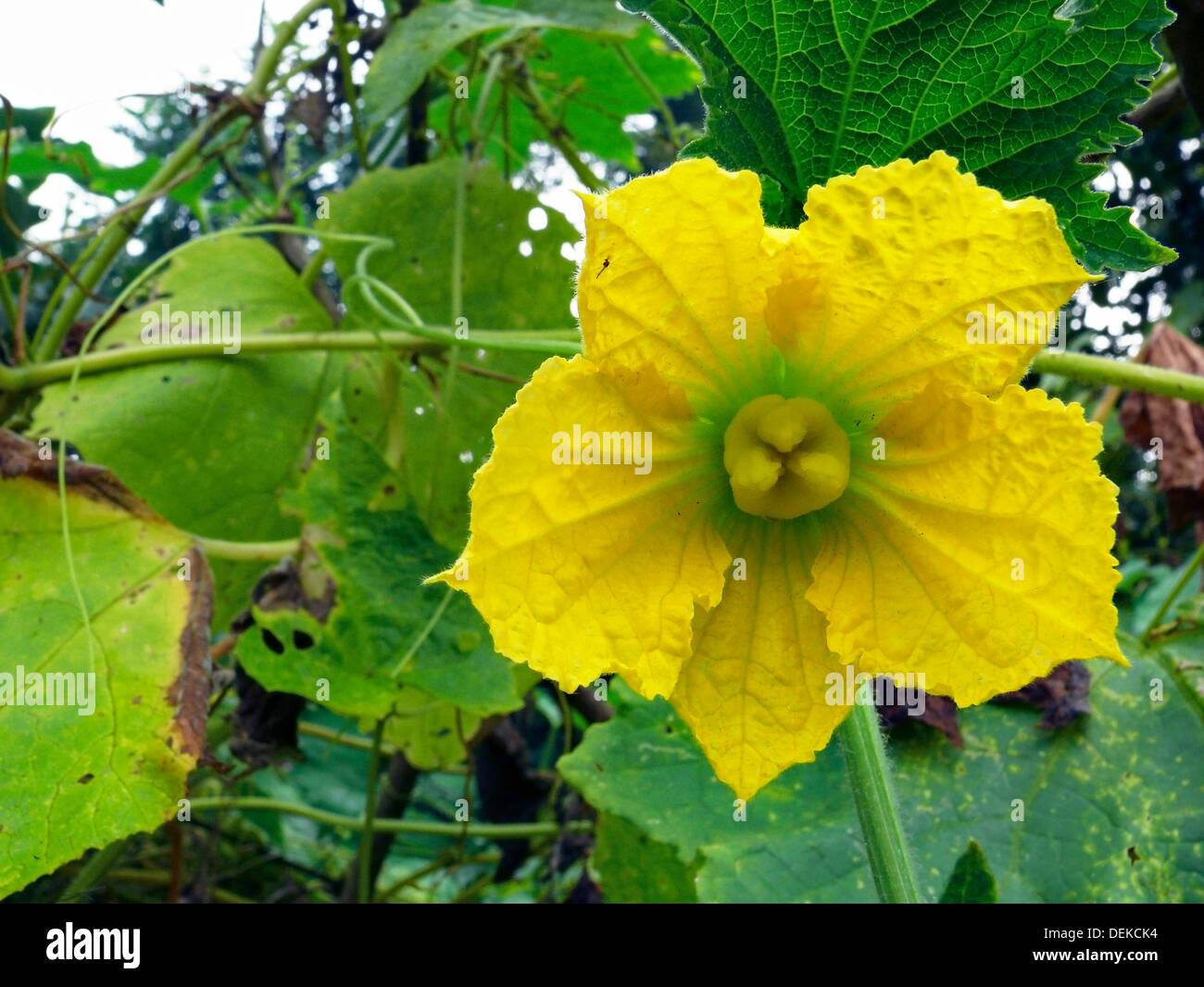 Muskmelon plant hires stock photography and images Alamy