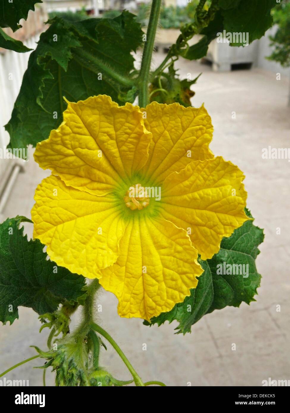 Flower of Ash gourd, Wax gourd, Benincasa hispida Stock Photo Alamy