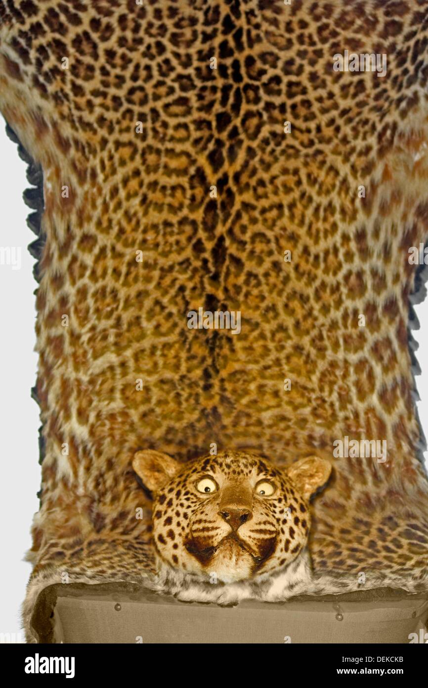 Skin of Leopard panther, panthera pardalis in a Museum, Miao, Arunachal  Pradesh, India Stock Photo - Alamy