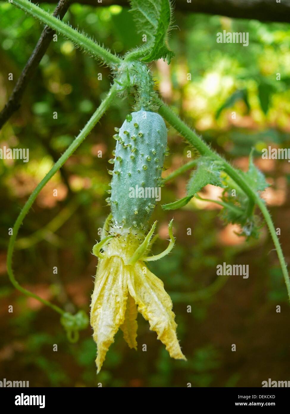 Ash gourd crop hires stock photography and images Alamy