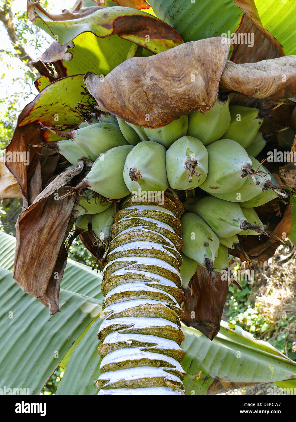 Baby Banana Baby Banana Manzano . This is small banana 3 5
