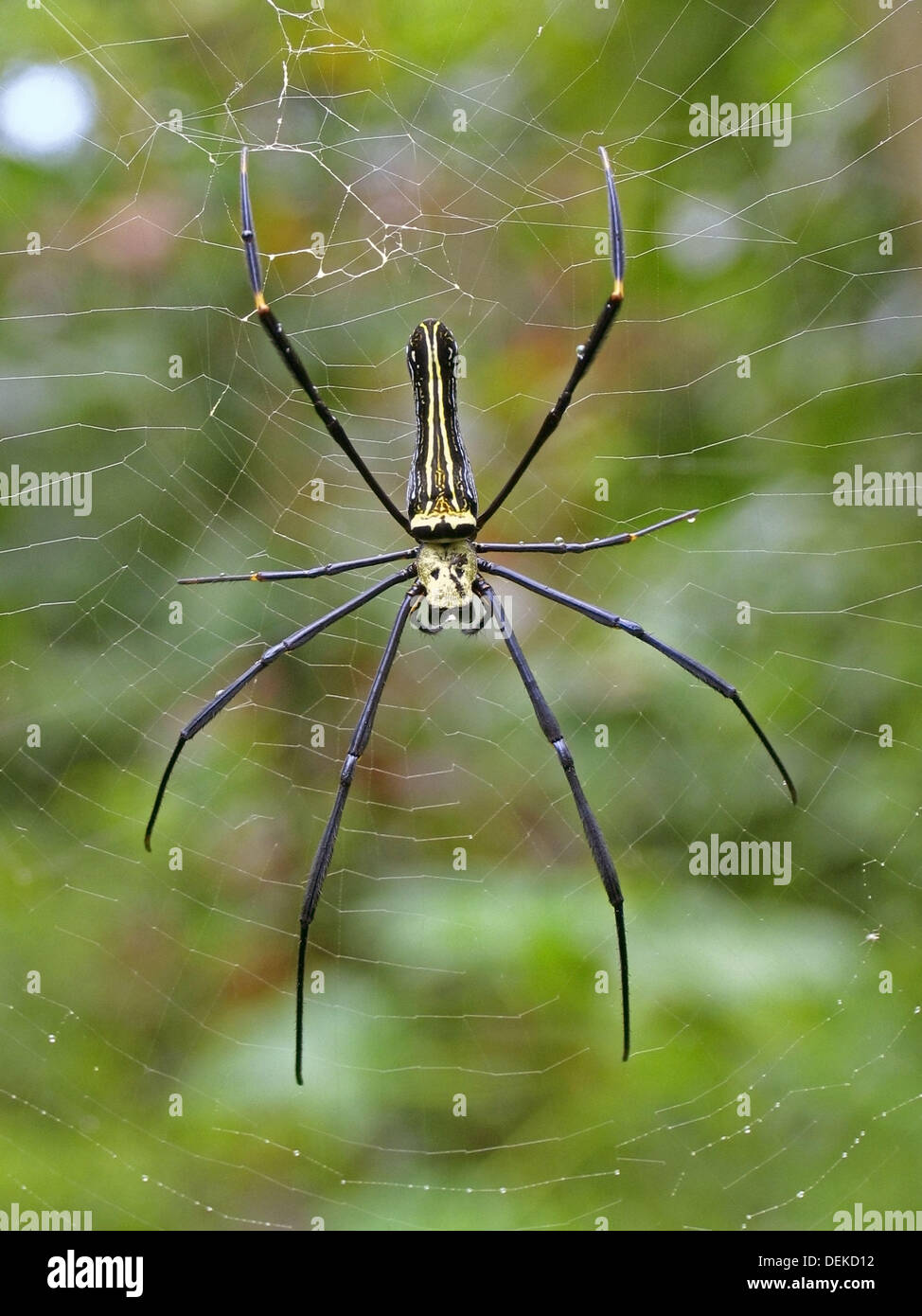 Wood spider hires stock photography and images Alamy