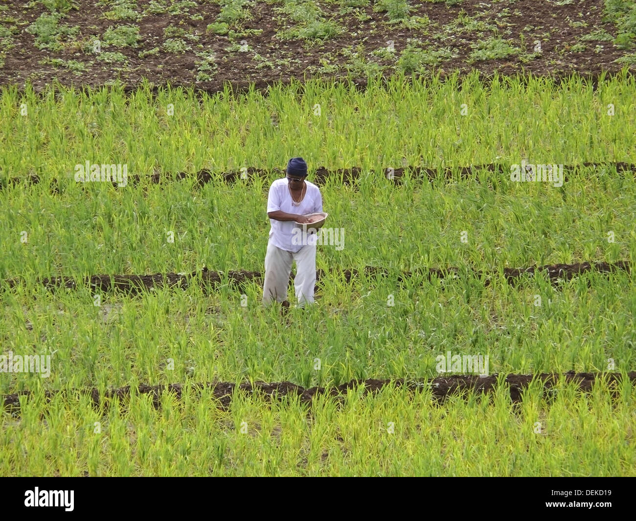 A farmer is spraying fertilizers, Pesticides in a farm Stock Photo Alamy