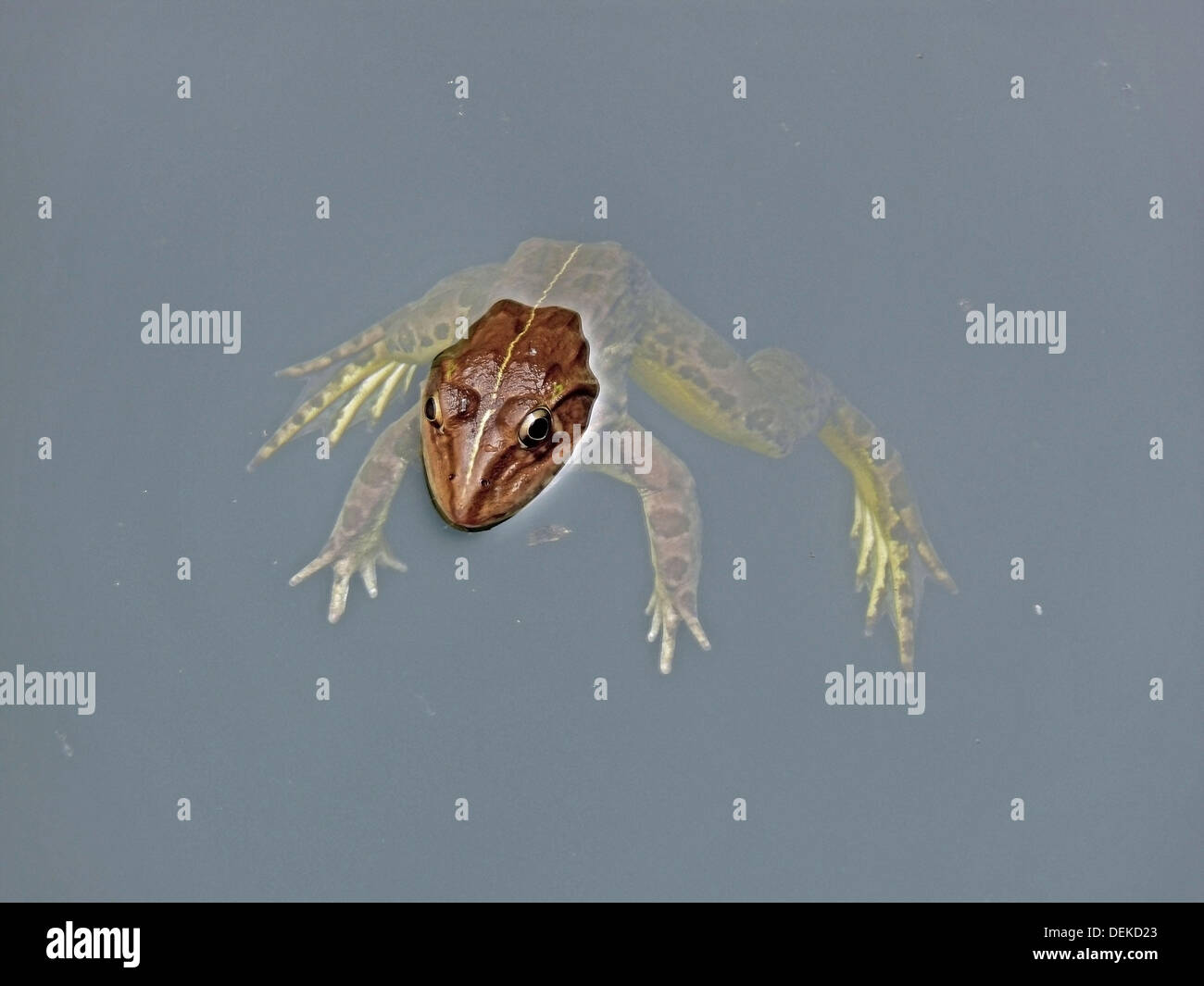Crab-eating frog. Rana cancrivora. Family Ranidae Stock Photo