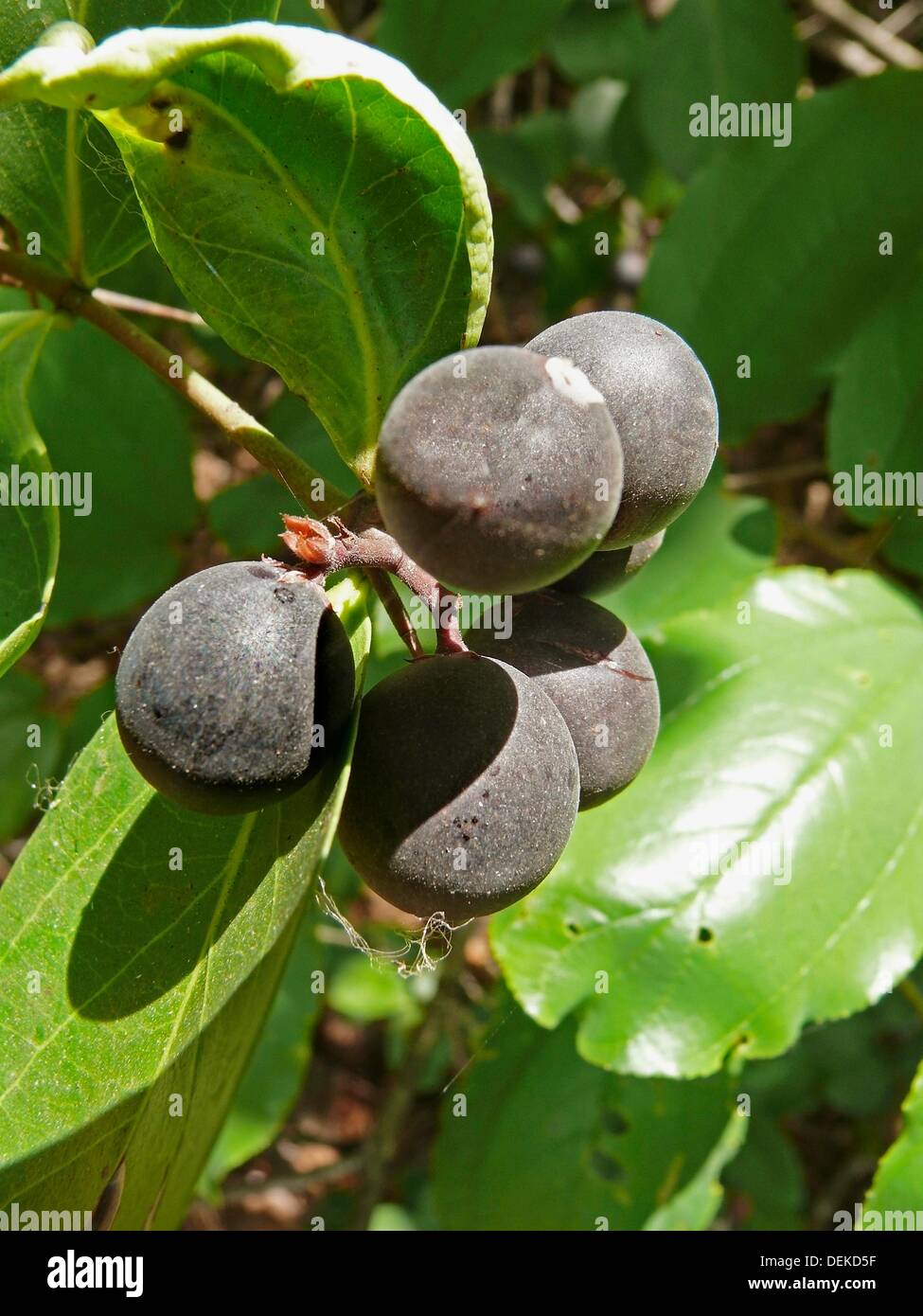 Fruits of Carissa Carandas Stock Photo - Alamy