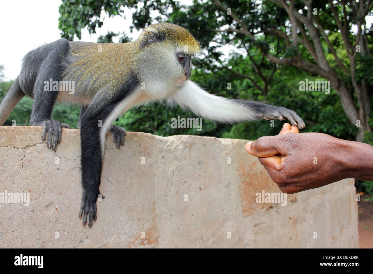 Campbell's Mona Monkey Cercopithecus campbelli Reaching To Guides Hand Stock Photo