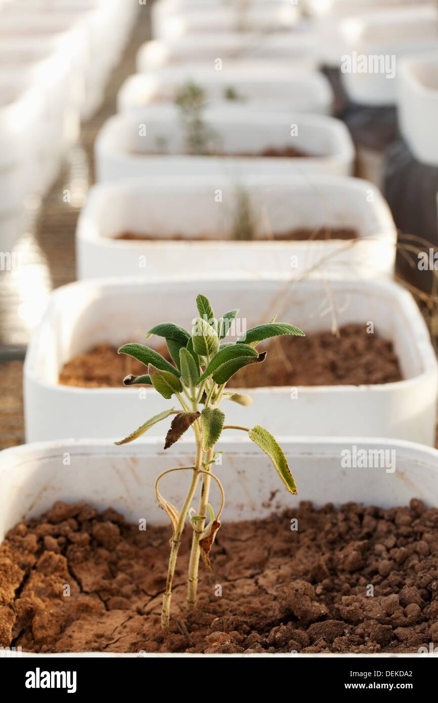 Planta de fuga hi-res stock photography and images - Alamy