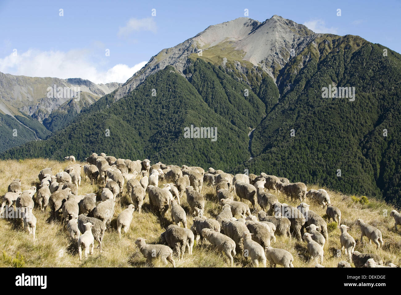 Merino Sheep in the Southern Alps Stock Photo Alamy