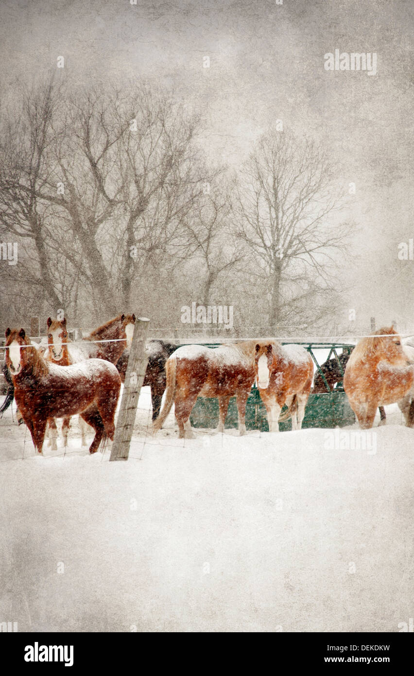 Horses grazing in snowy field Stock Photo
